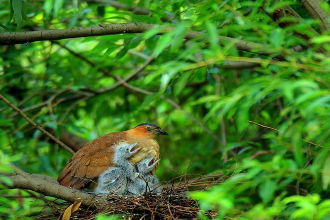 Cuc Phuong National Park Bird Watching Day Tour from Hanoi